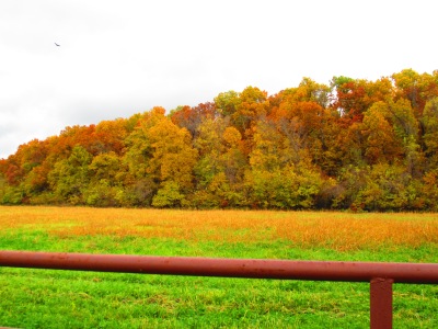 autumn, treeline, behind a fence, leaves turning