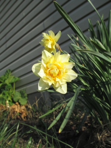 fully bloomed daffodil,yellow flowers,flower in sunlight,morning daffodil,
