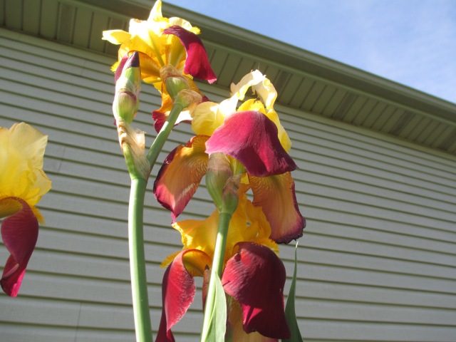 yellow and maroon irises,