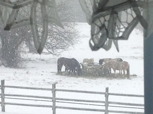 round pen,paint horse,snowing,winter,farm life,